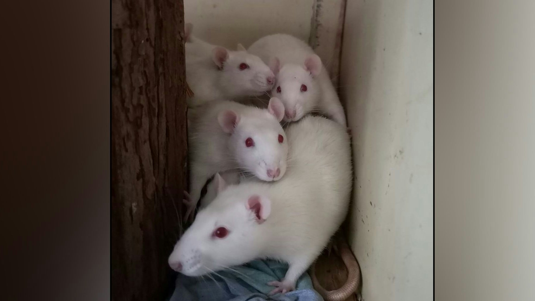 Heute.at - Mehr als 100 Laborratten warten auf ihr zweites Leben