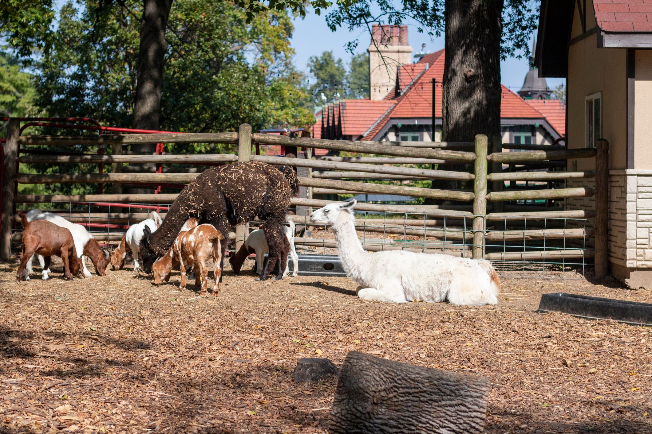 Im Zoolino des Zoo Zürich gibt es fünf neue Nutztierrassen.