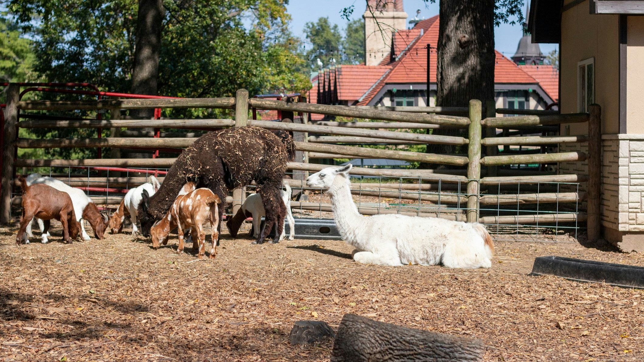 Heute.at - Zoo züchtet seltene Tierrassen – und verfüttert sie