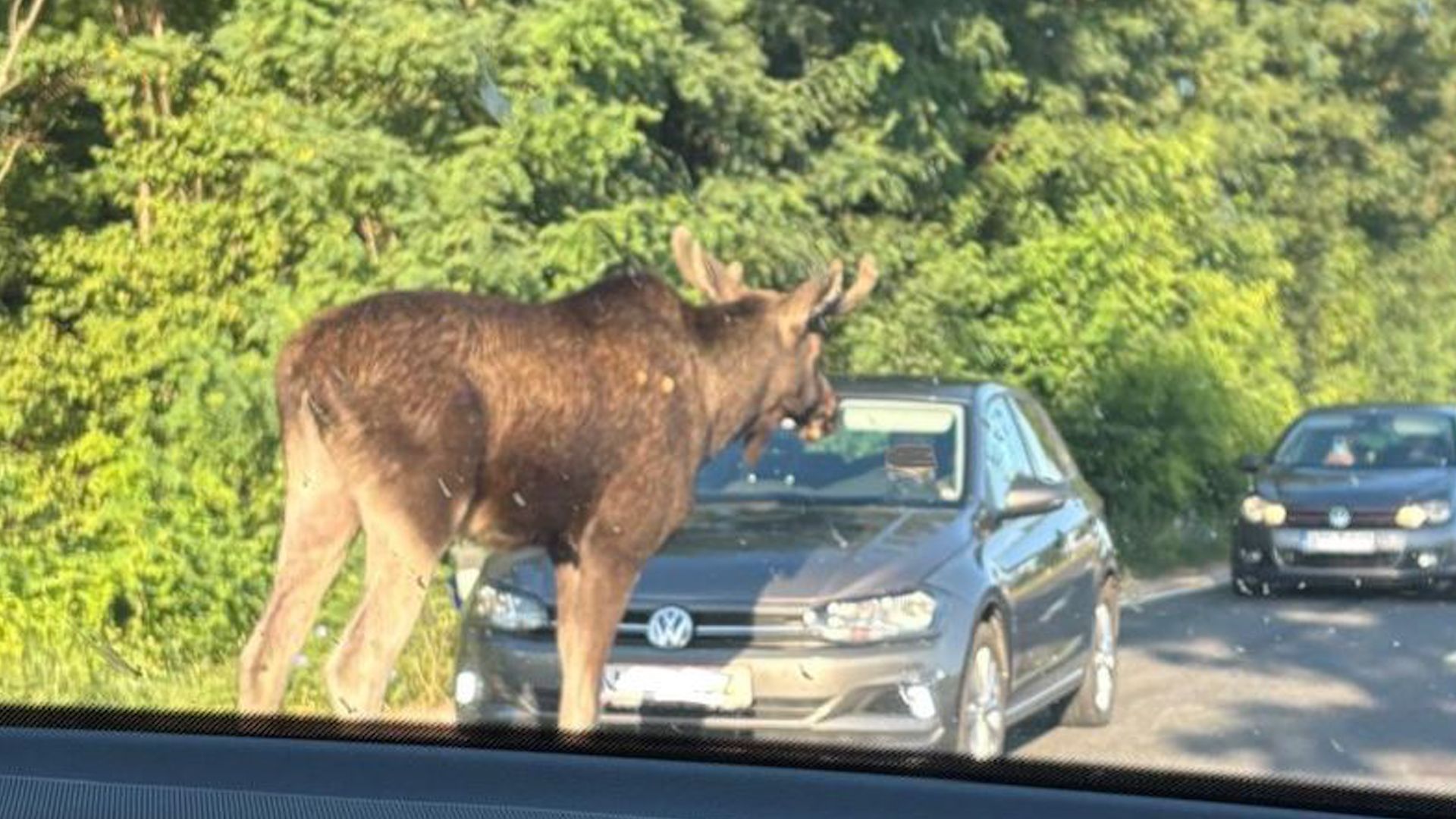 Dieser Elch spazierte am Montag seelenruhig auf einer viel befahrenen Landstraße im Weinviertel.