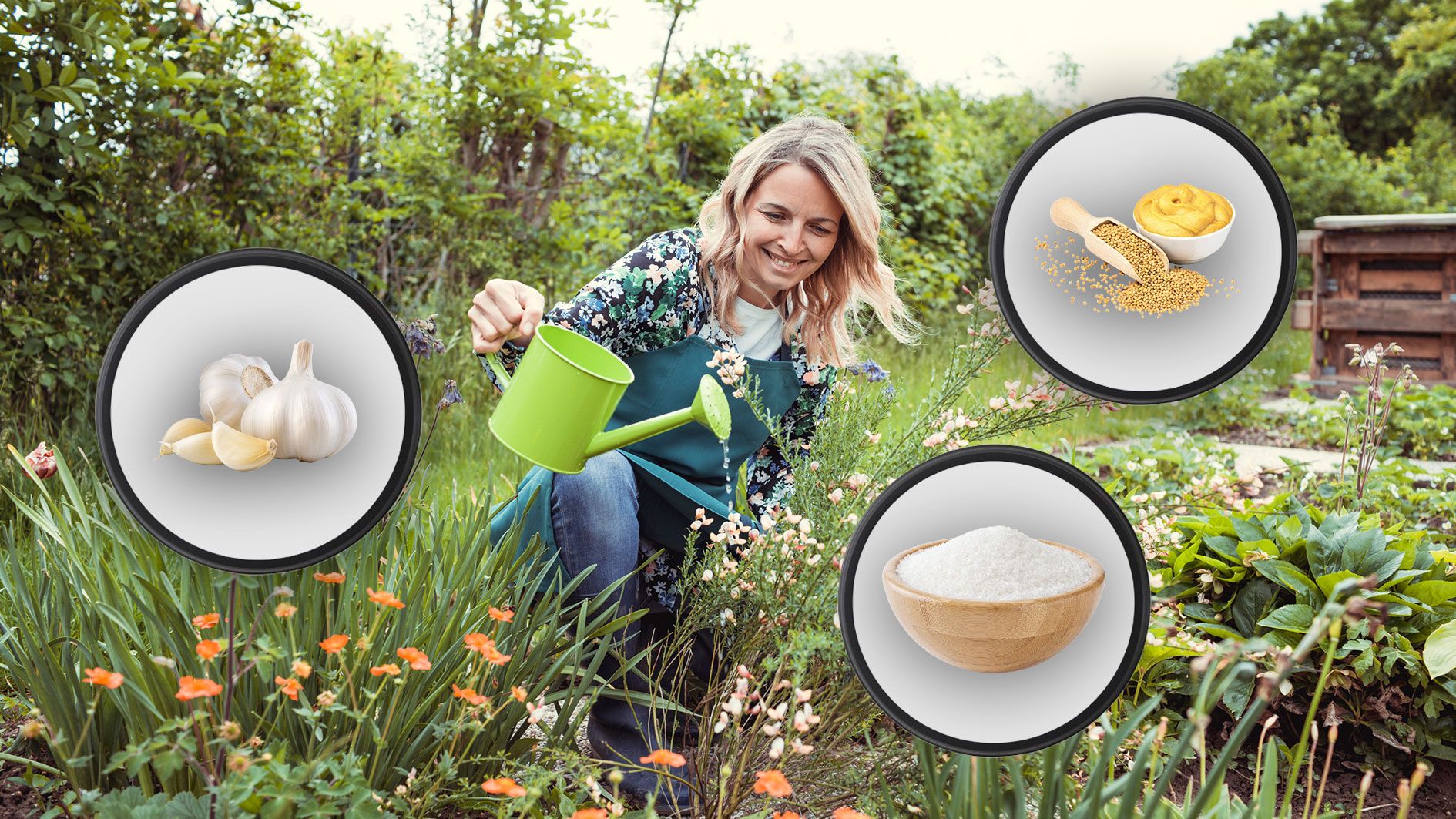 Knoblauch, Senfpflanzen und weißer Zucker können dabei helfen, den Garten schön pflegen zu können.