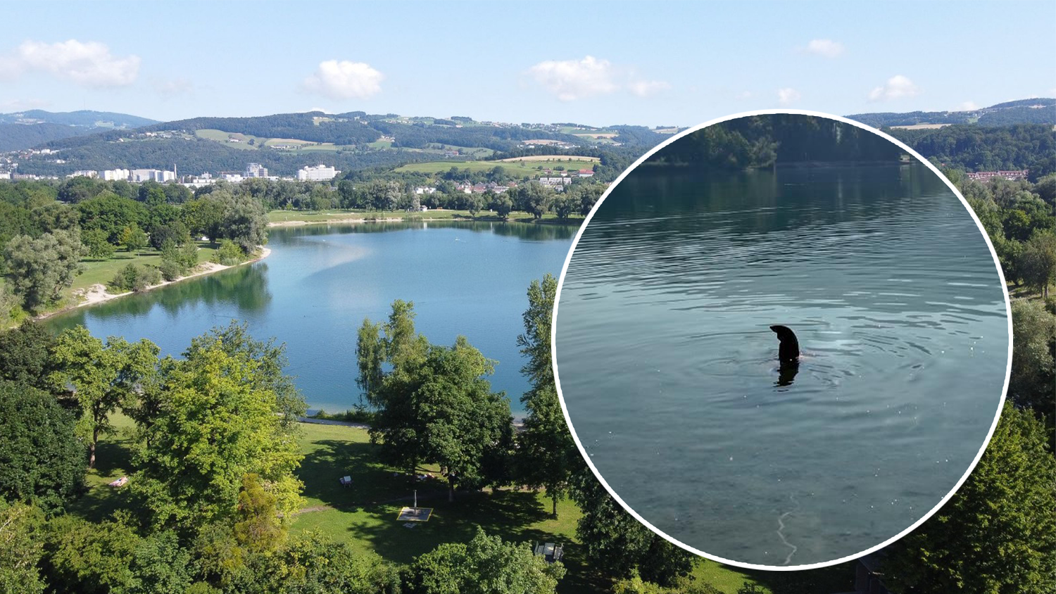 Da waren die Badegäste wohl baff: Plötzlich tauchte im Linzer Pleschinger See eine Hai-Flosse auf der Oberfläche auf.