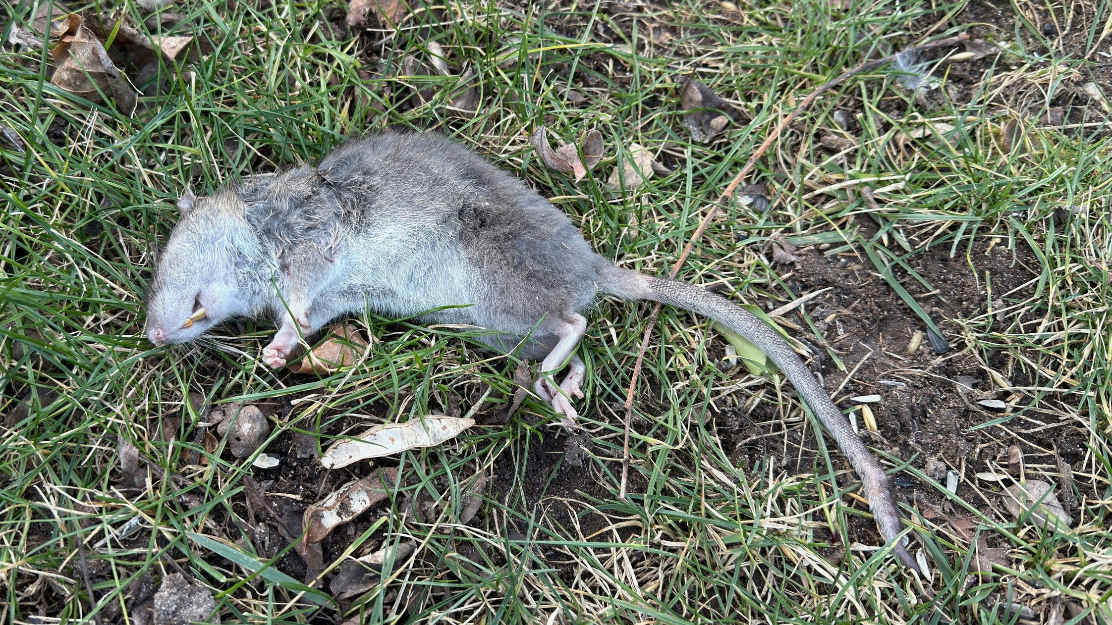 Heute.at - Schock-Diagnose! Camping-Trip endet mit Pest-Infektion