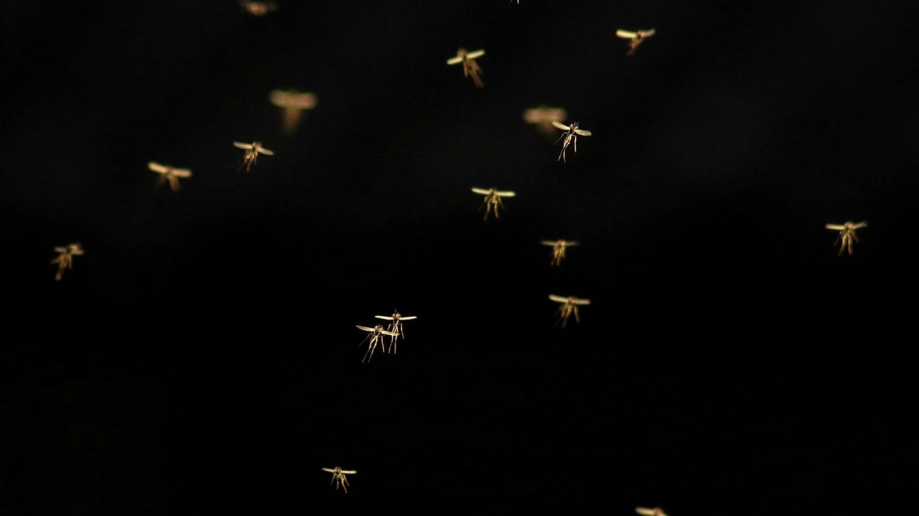 Mücken treten oft in großen Ansammlungen auf, hauptsächlich während der Dämmerung und in der Nacht.  