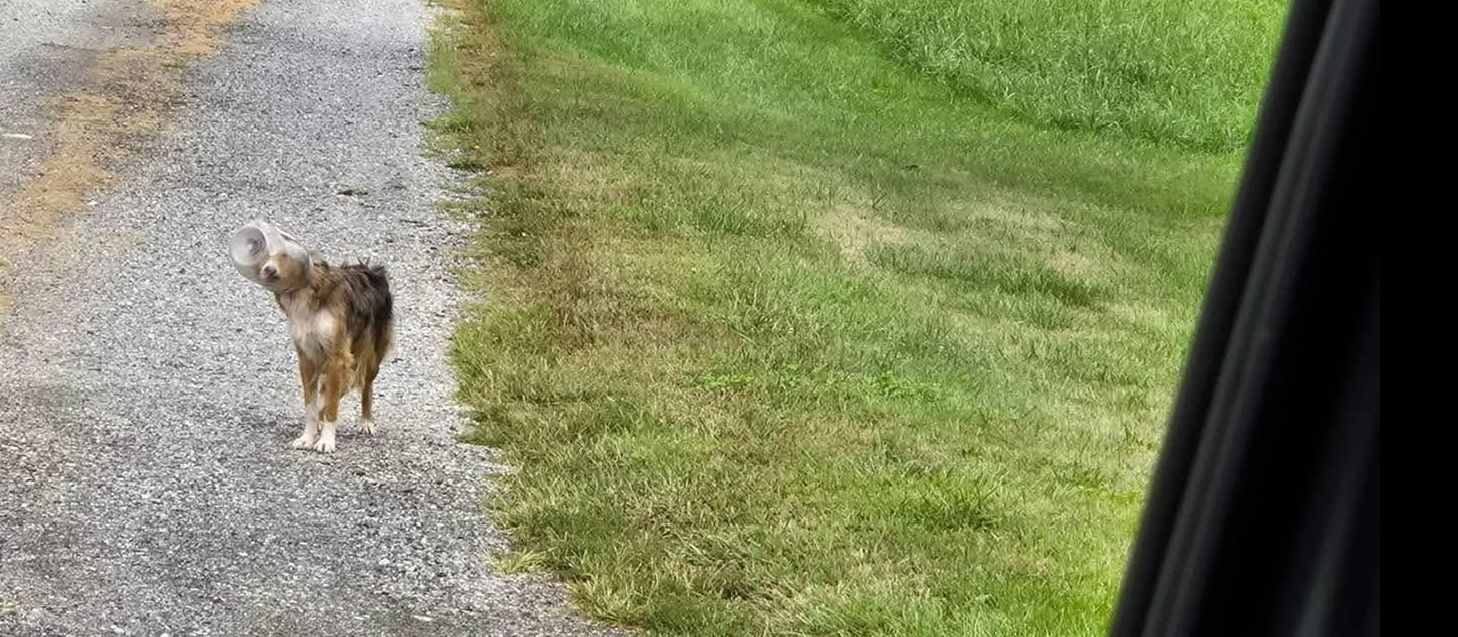 Deutzlich ist hier zu sehen, wie der Hund im Kübel gefangen war. Tagelang musste der Vierbeiner ohne Essen und Trinken auskommen.