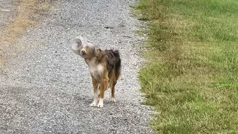 Heute.at - Hund in Knabber-Kübel gefangen – Drohne brachte Rettung
