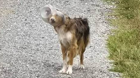 Tagelang musste der Vierbeiner ohne Essen und Trinken auskommen.