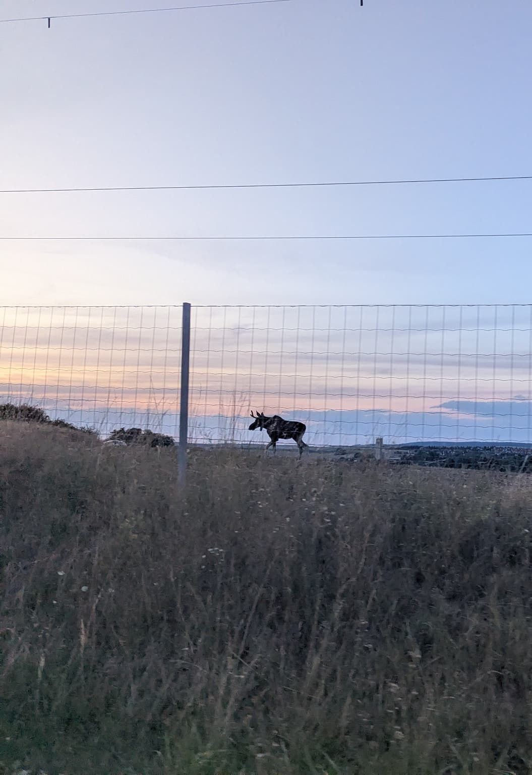 Seit Montag unterwegs – Kult-Elch Emil nun bei Verkehrs-Hotspot in Mistelbach gesichtet.