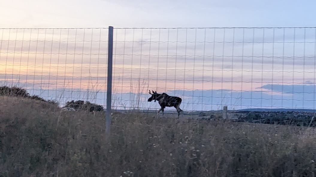 Heute.at - Kult-Elch Emil nun bei Verkehrs-Hotspot gesichtet