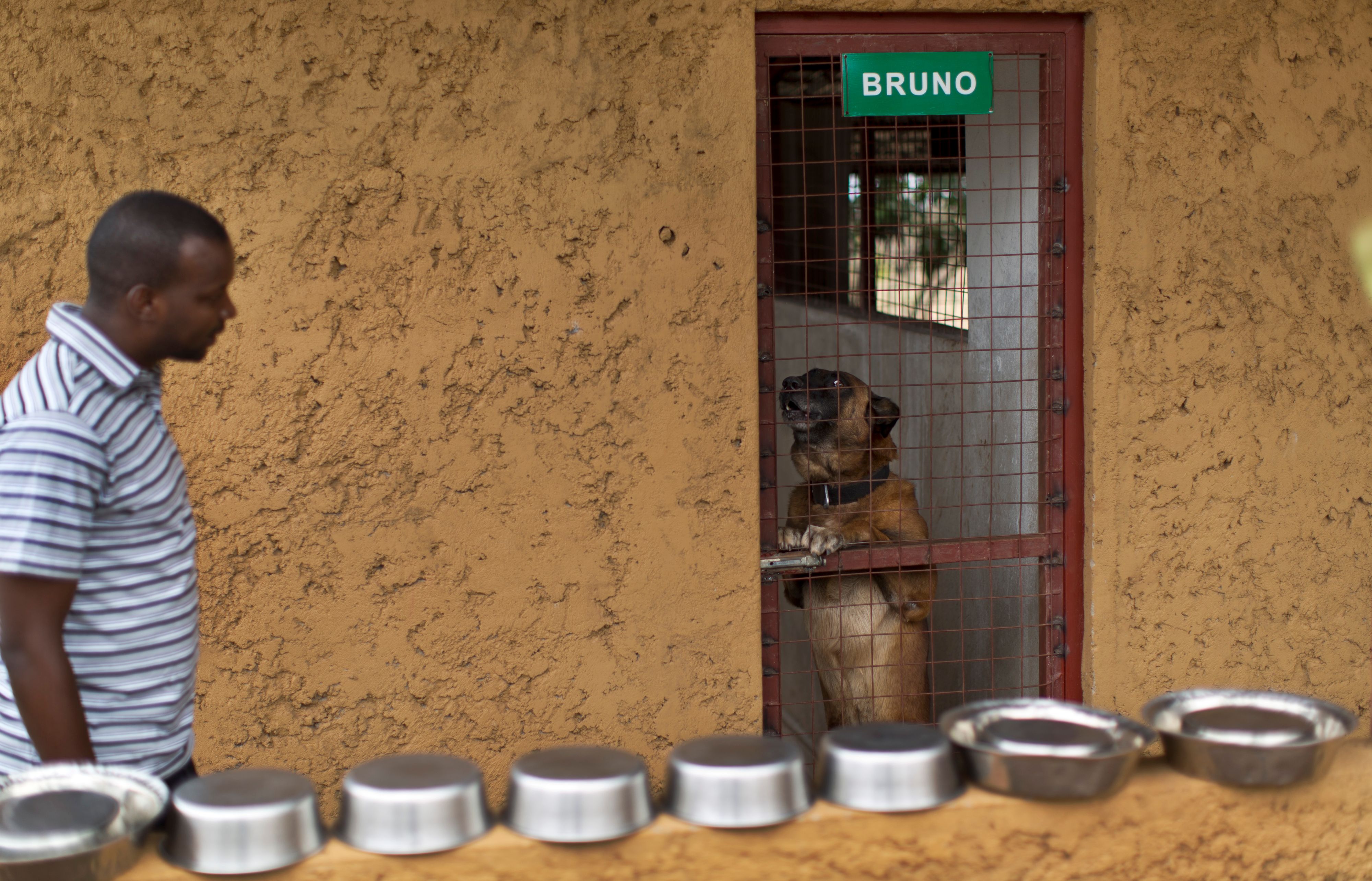 Hunde haben in Ruanda mit Menschen wesentlich weniger Berührungspunkte als bei uns. Doch in einigen Nationalparks werden ehemalige Militärspürhunde gegen Wilderer eingesetzt. 