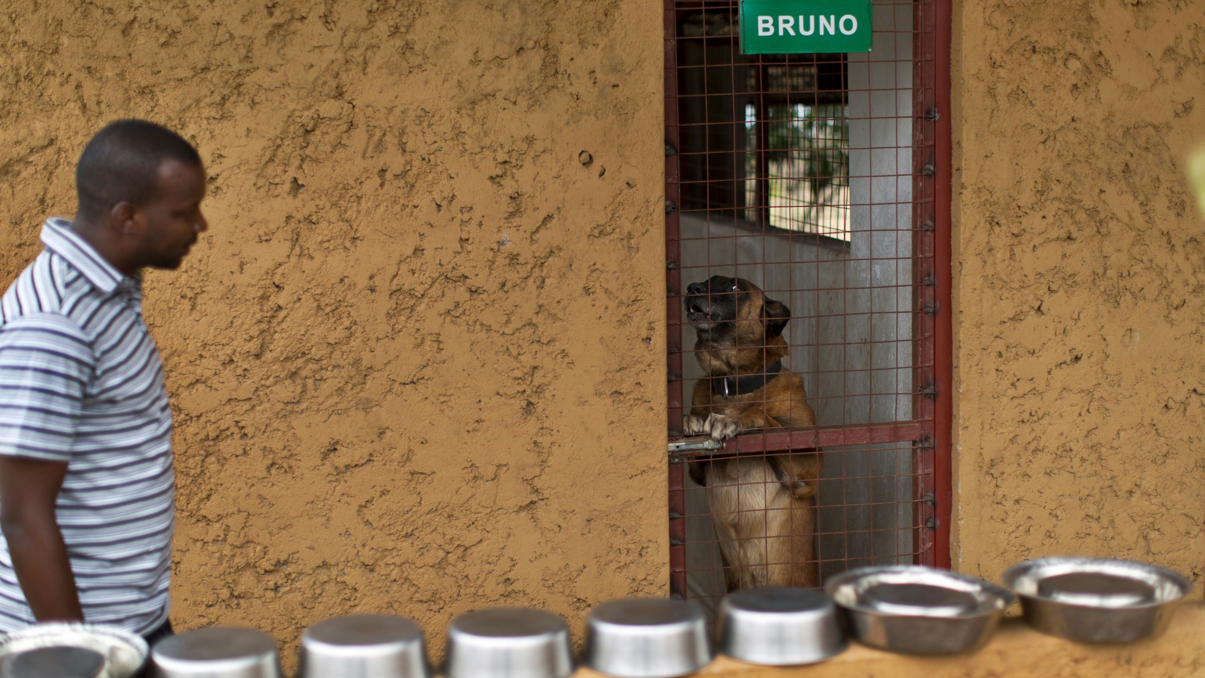 Heute.at - Brandgefährlich – damit stecken Menschen jetzt Hunde an