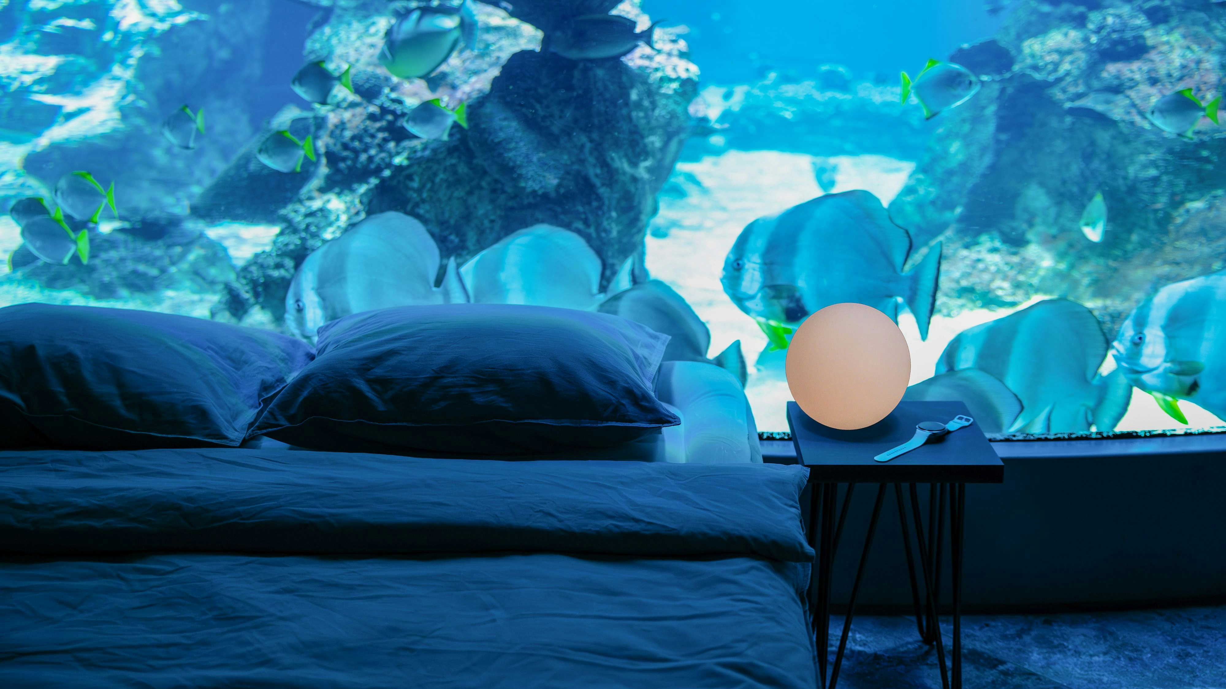 Mit dem Event im Haus des Meeres erreicht die Challenge einen seiner Höhepunkte