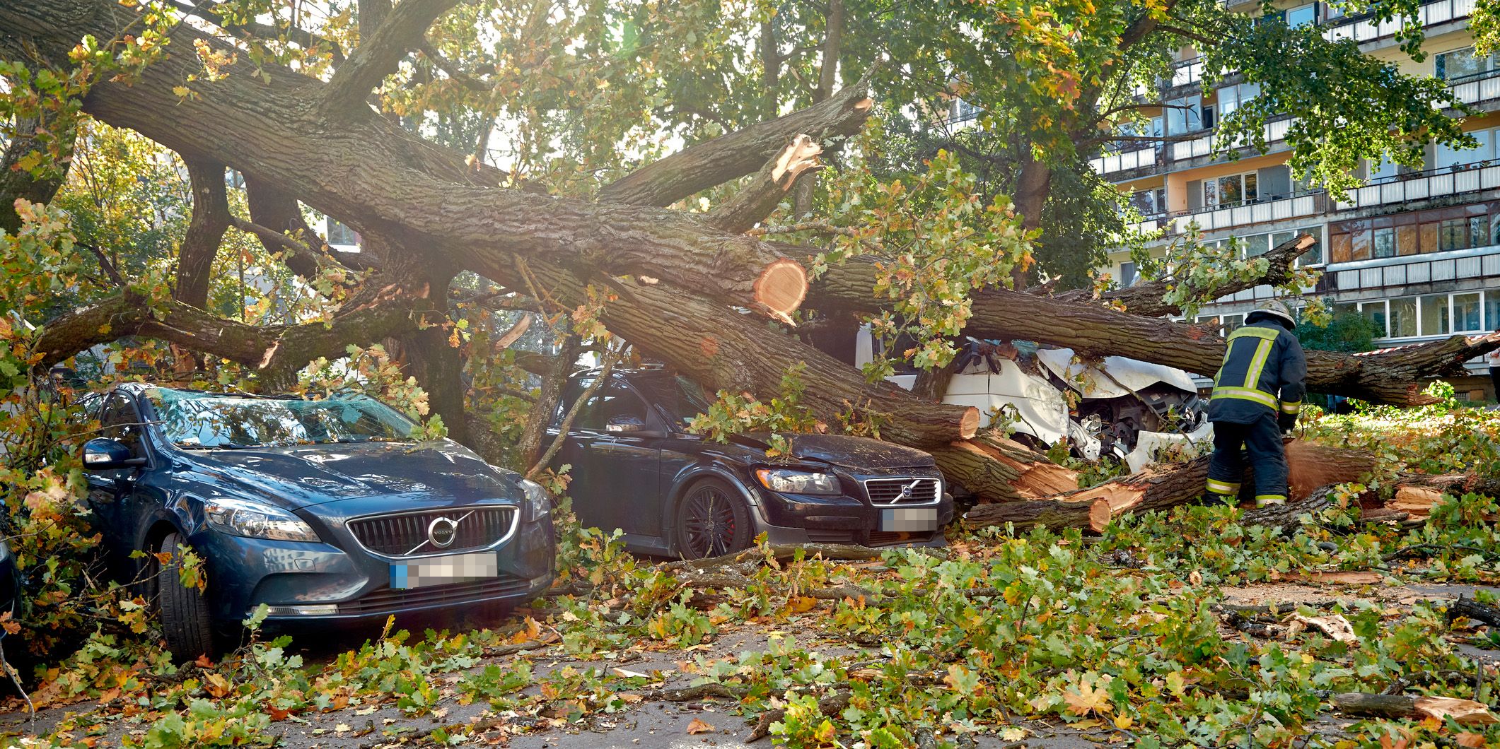 Der Baum traf mehrere Autos. 
