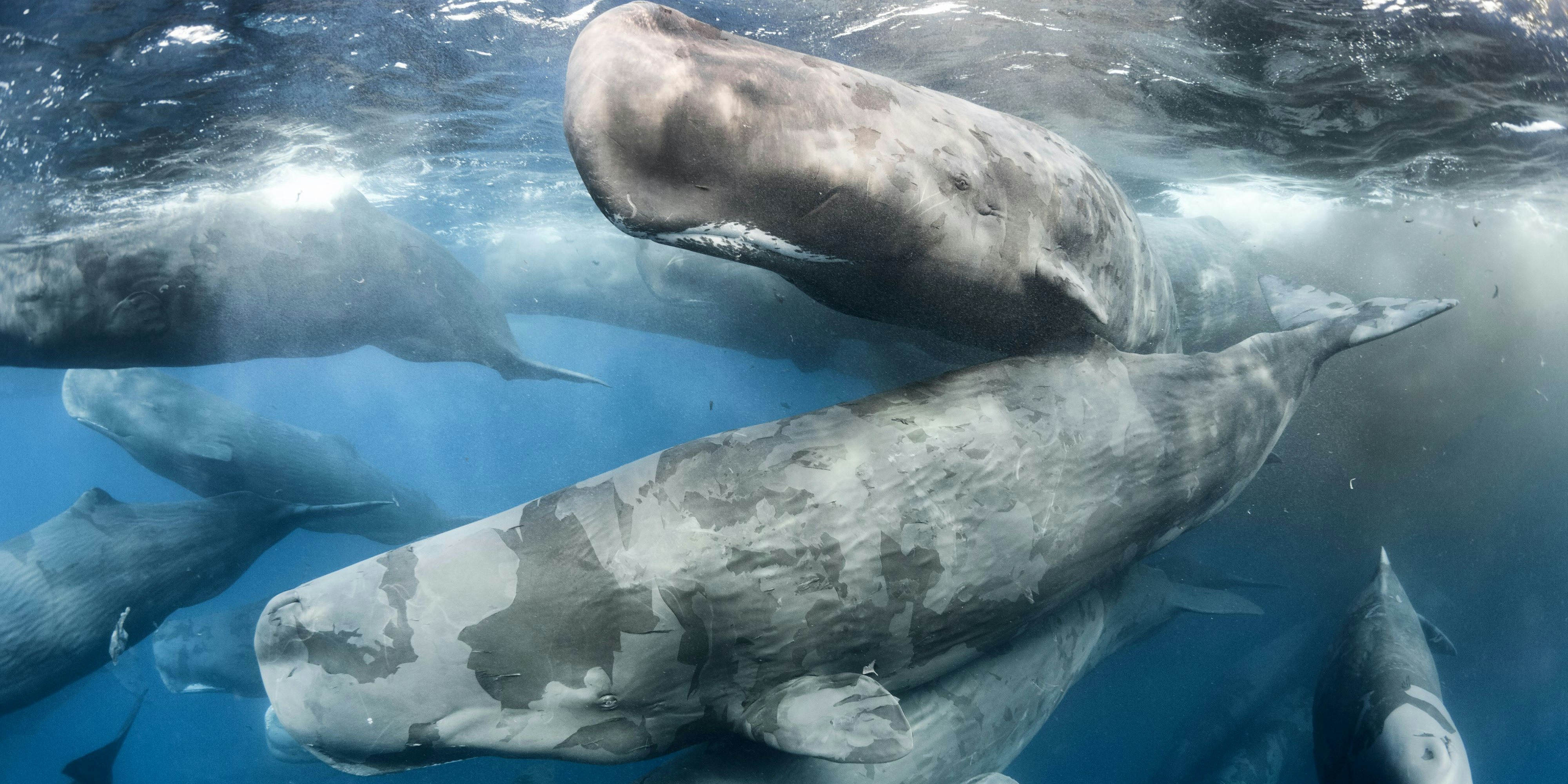 Pottwale können am tiefsten tauchen und ernähren sich hauptsächlich vom Oktopus. 