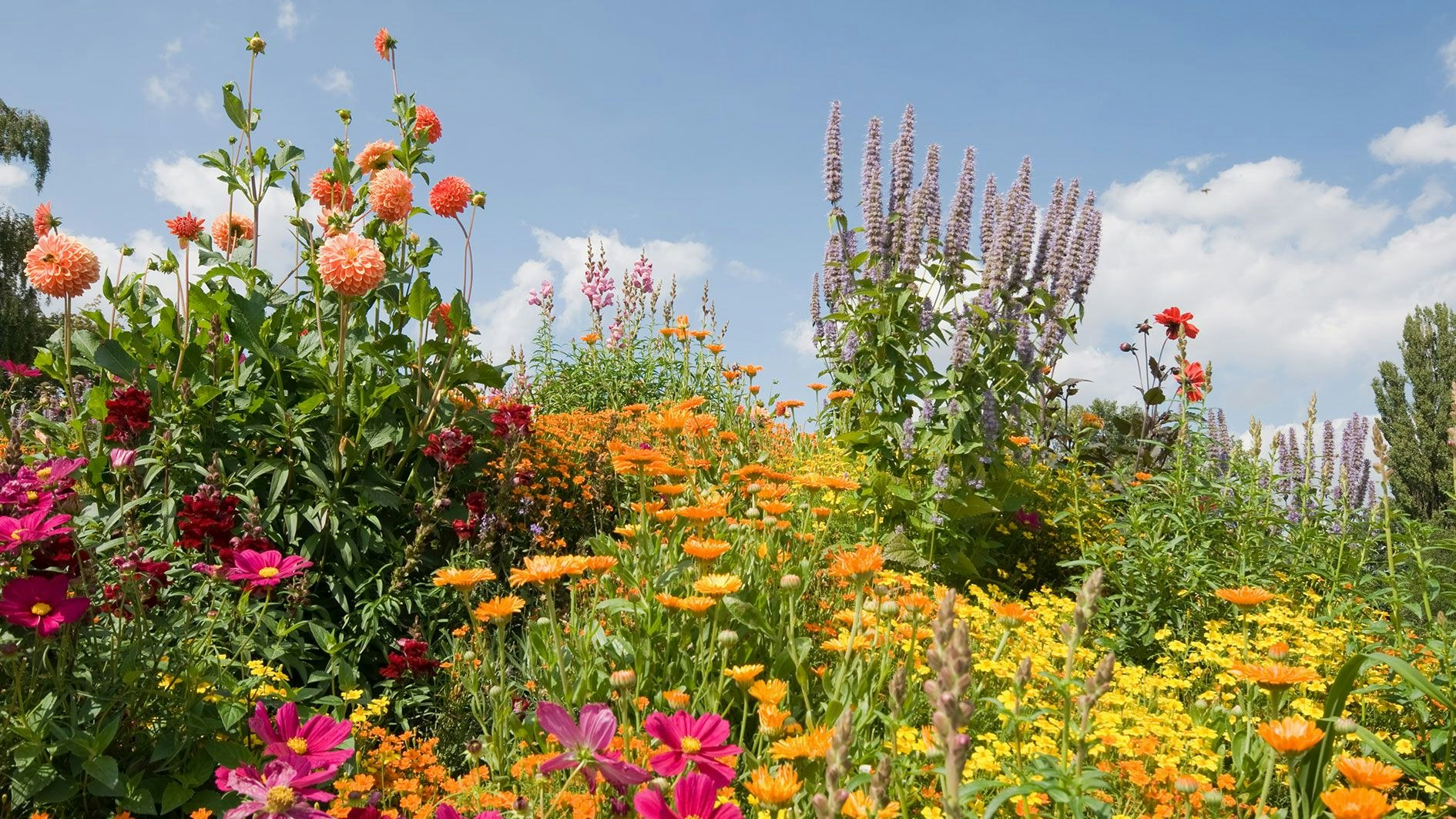 Heute.at - Warum der Chaos-Garten nicht jedem Gärtner gelingt