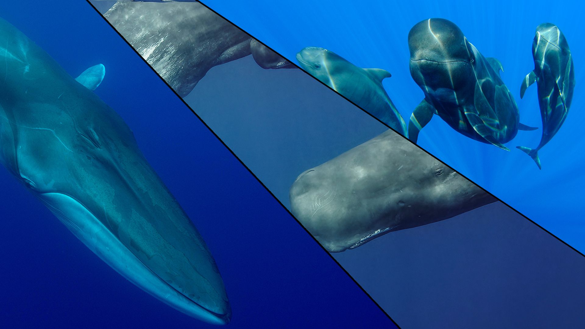 Vor allem Finnwale, Pottwale und Delfine gelten als besonders bedroht im Mittelmeer.