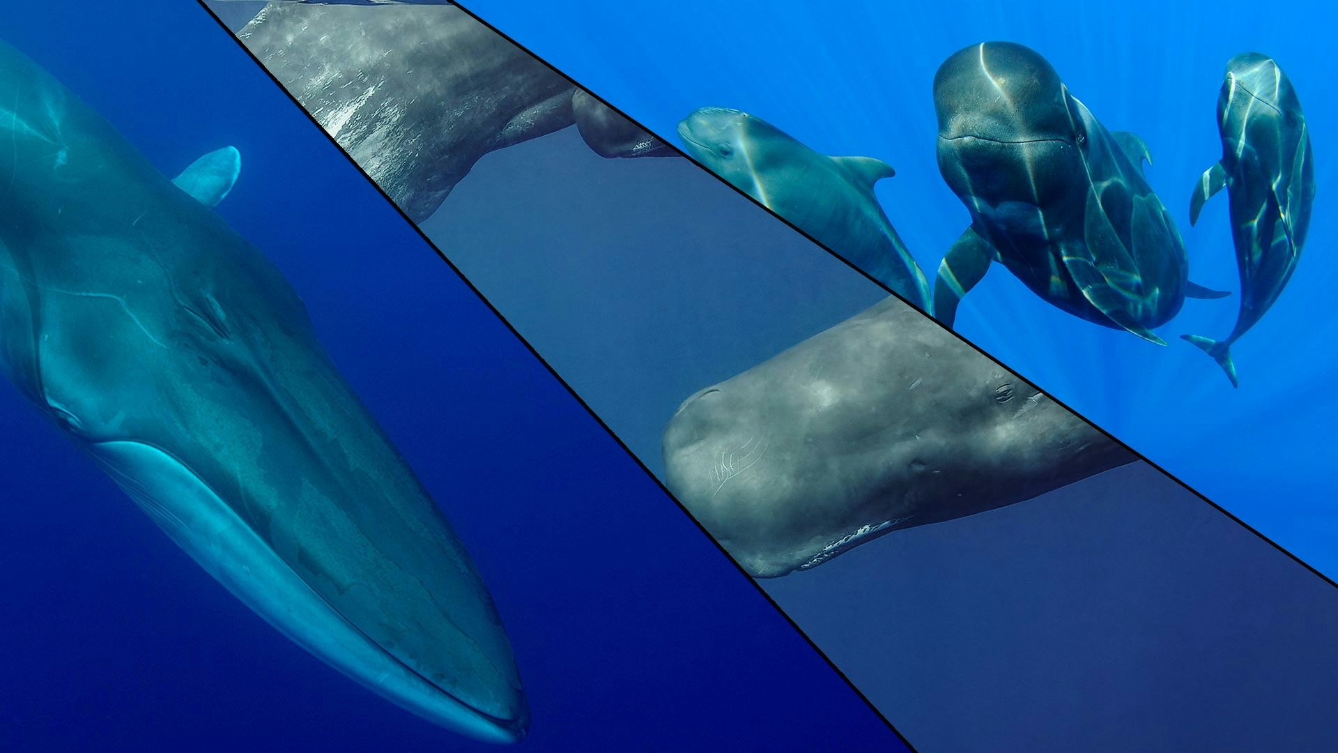 Heute.at - Schiffsverkehr! Ständige Kollision mit Delfin & Co