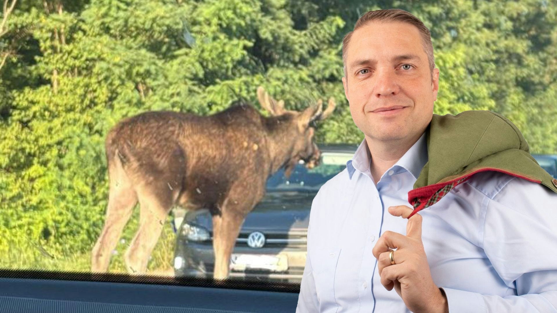 Heute.at - Elch-Fieber in NÖ – So verhältst du dich richtig