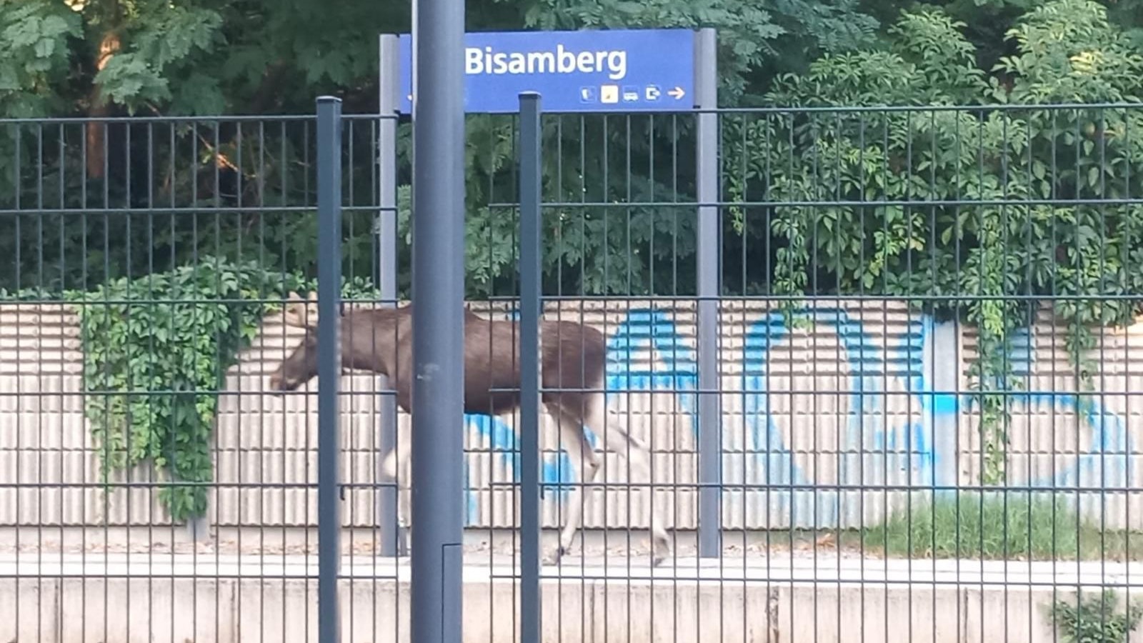 Heute.at - Elch Emil spaziert über Bahnhof, Züge sofort gestoppt
