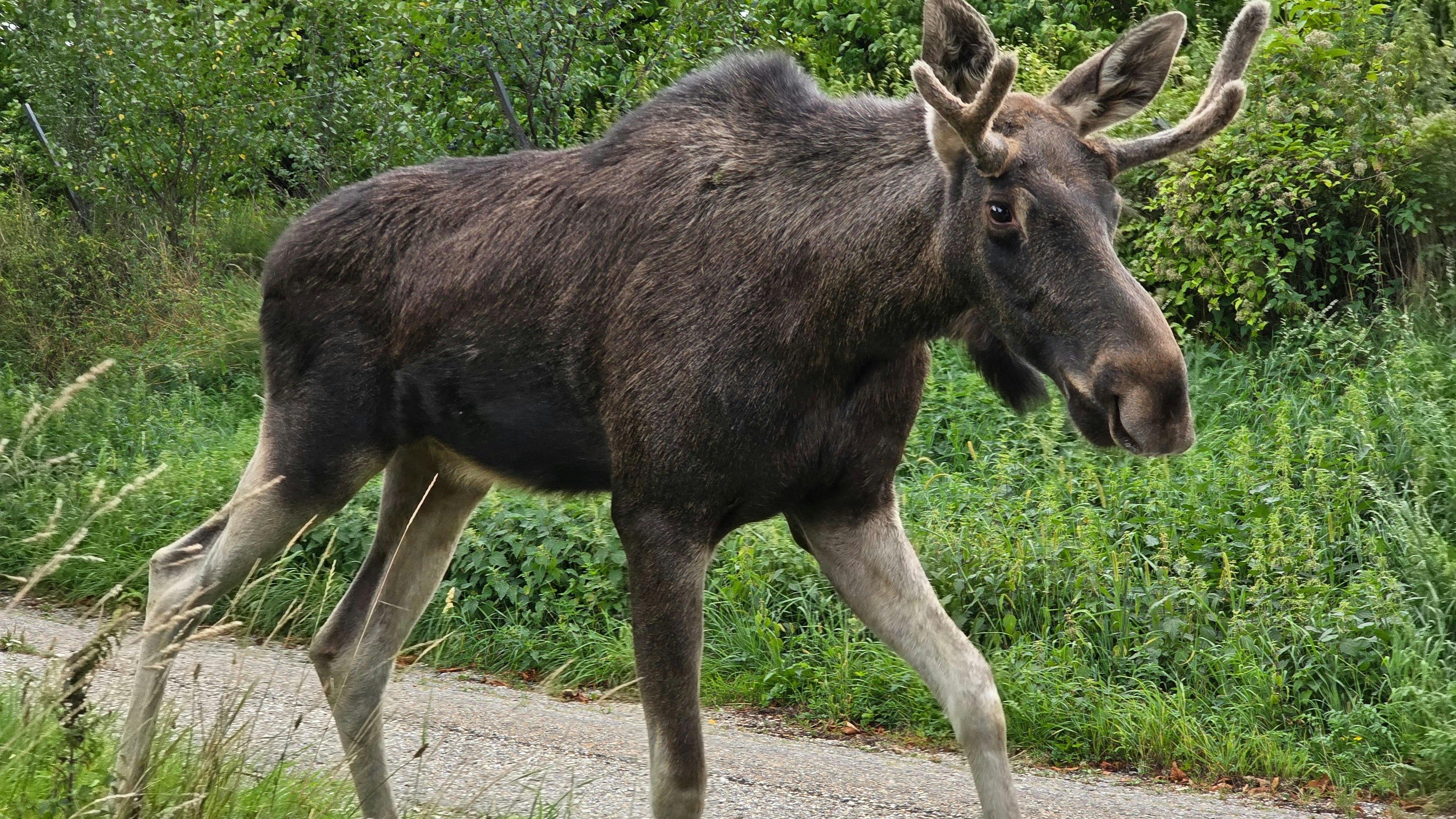 Heute.at - Wenn du DAS hörst, ist es Elch Emil