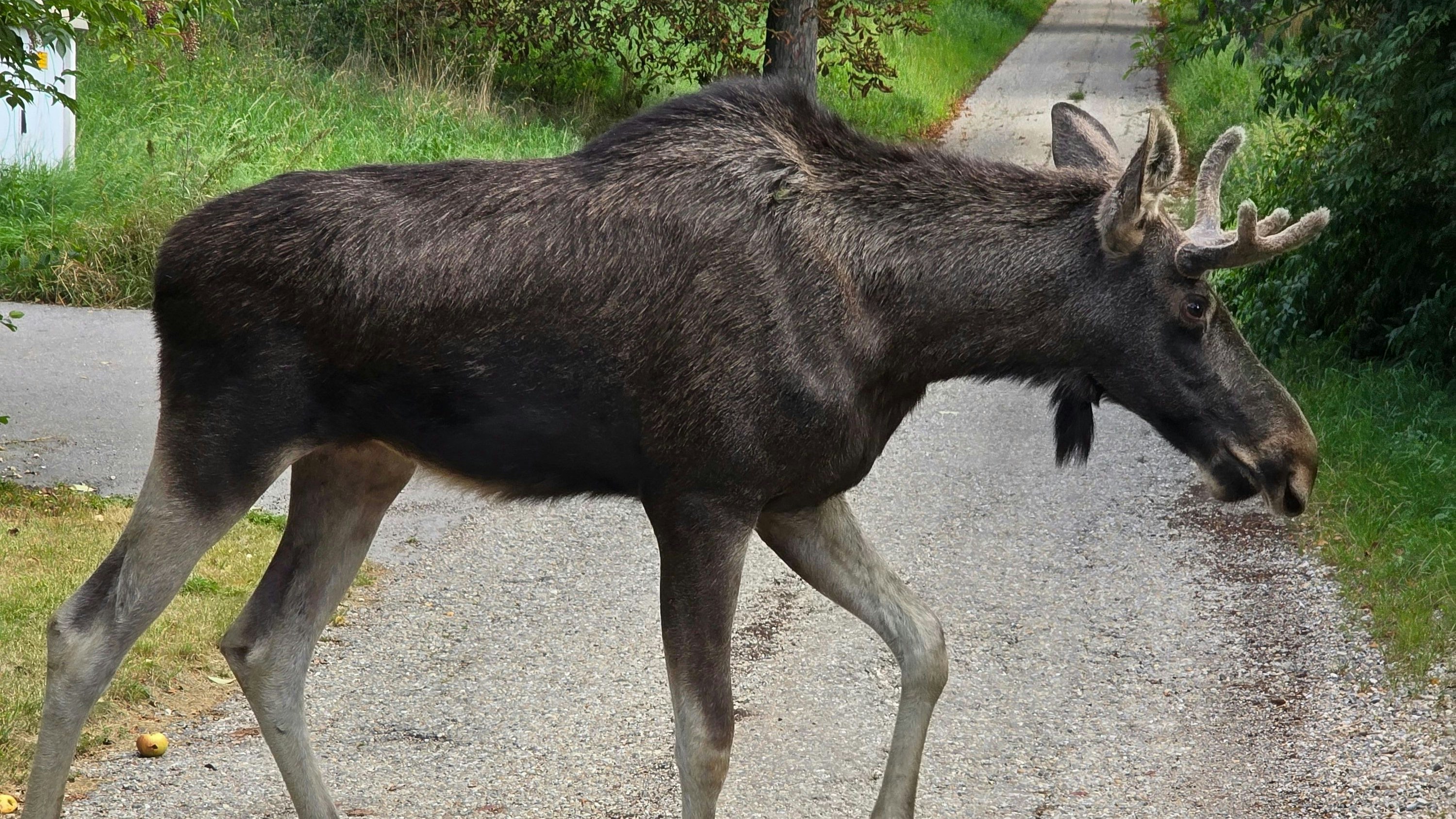 Heute.at - Elch Emil vor Wien – Ist er ein Klima-Flüchtling?
