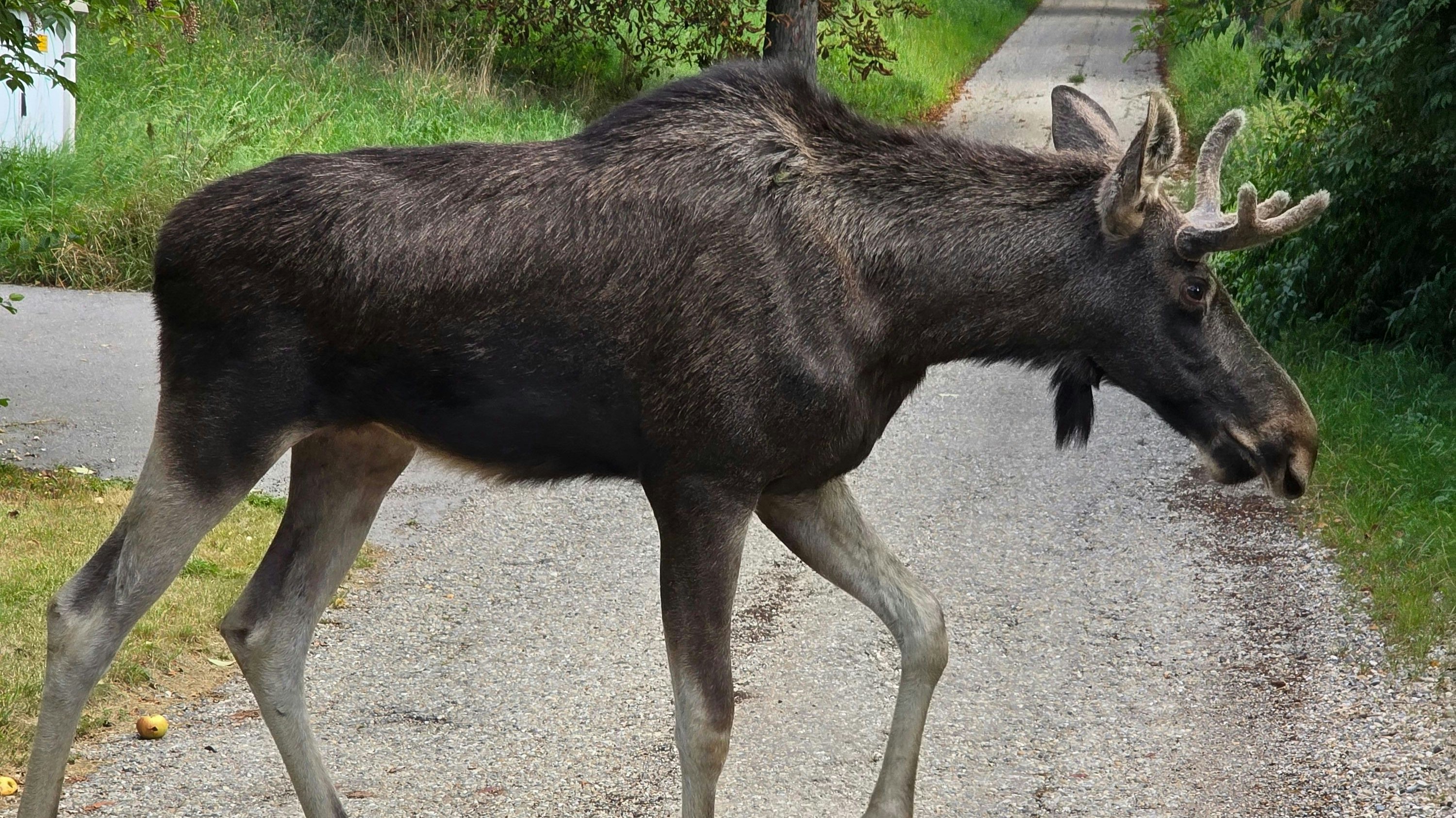 Heute.at - Er lahmt eindeutig – große Sorge um Elch Emil in NÖ