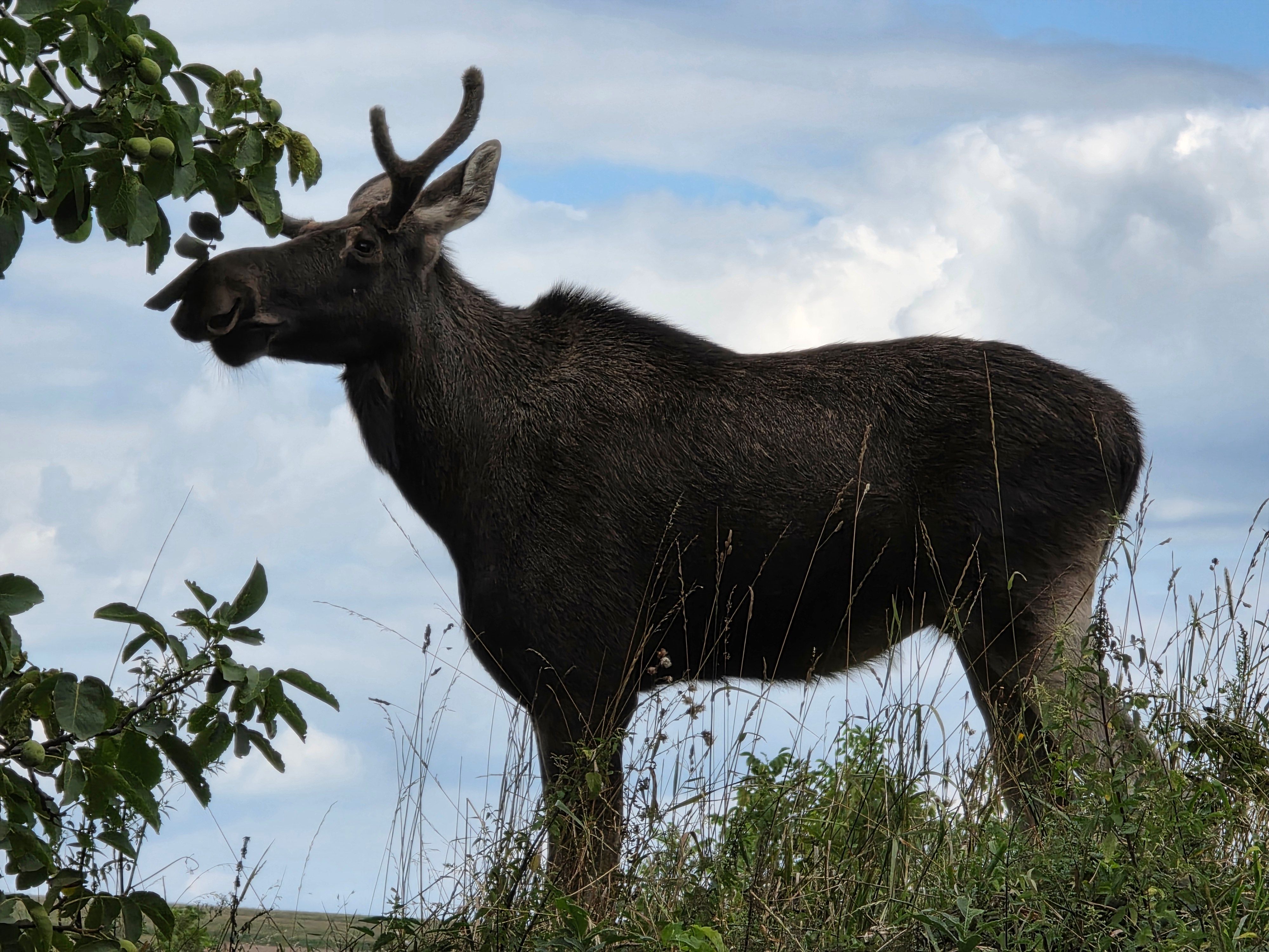 Elch Emil hat bereits eine große Fangemeinde in den sozialen Medien.