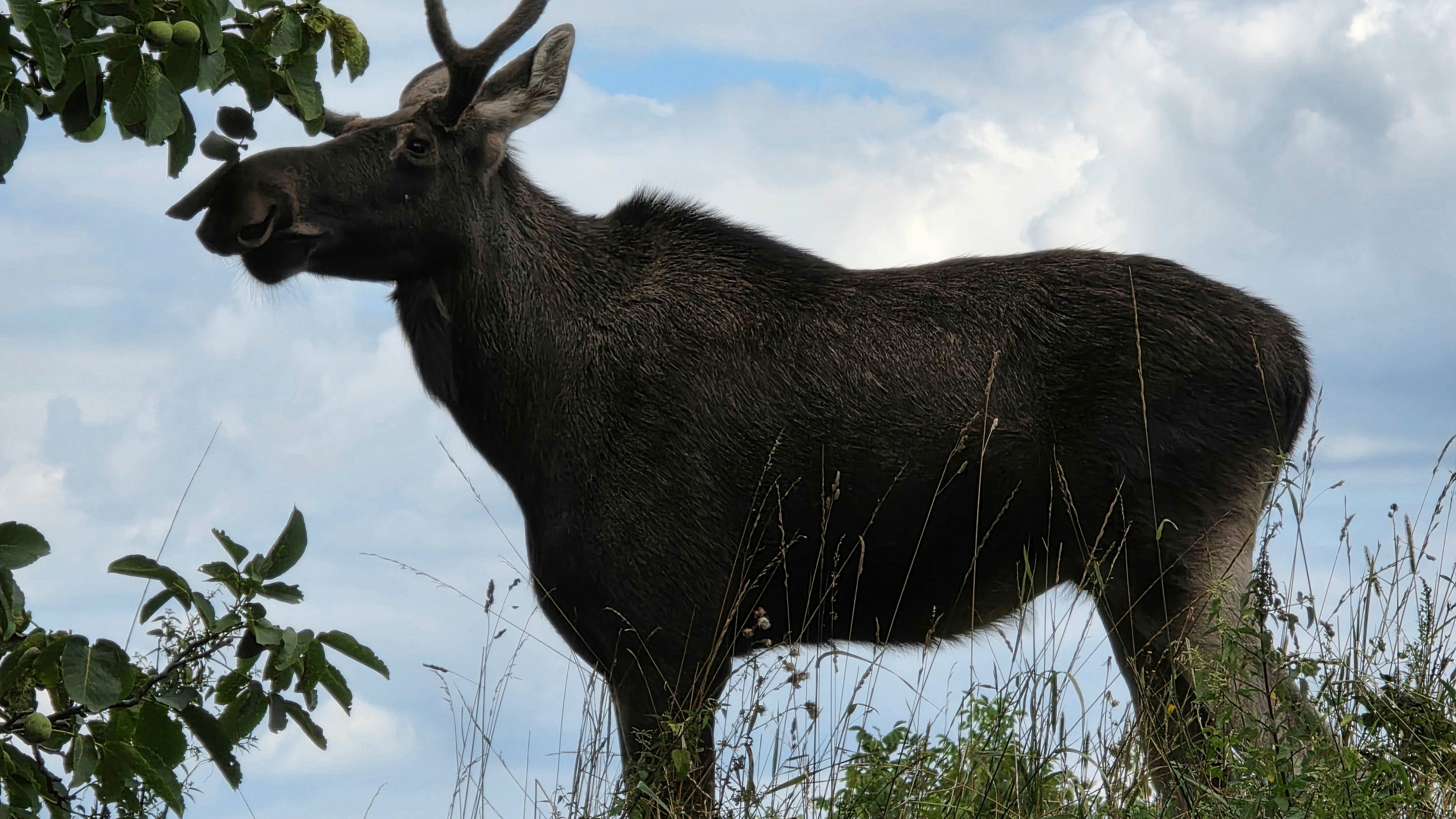 Das Paar traf "Emil" unter einem Apfelbaum in Mollmannsdorf an