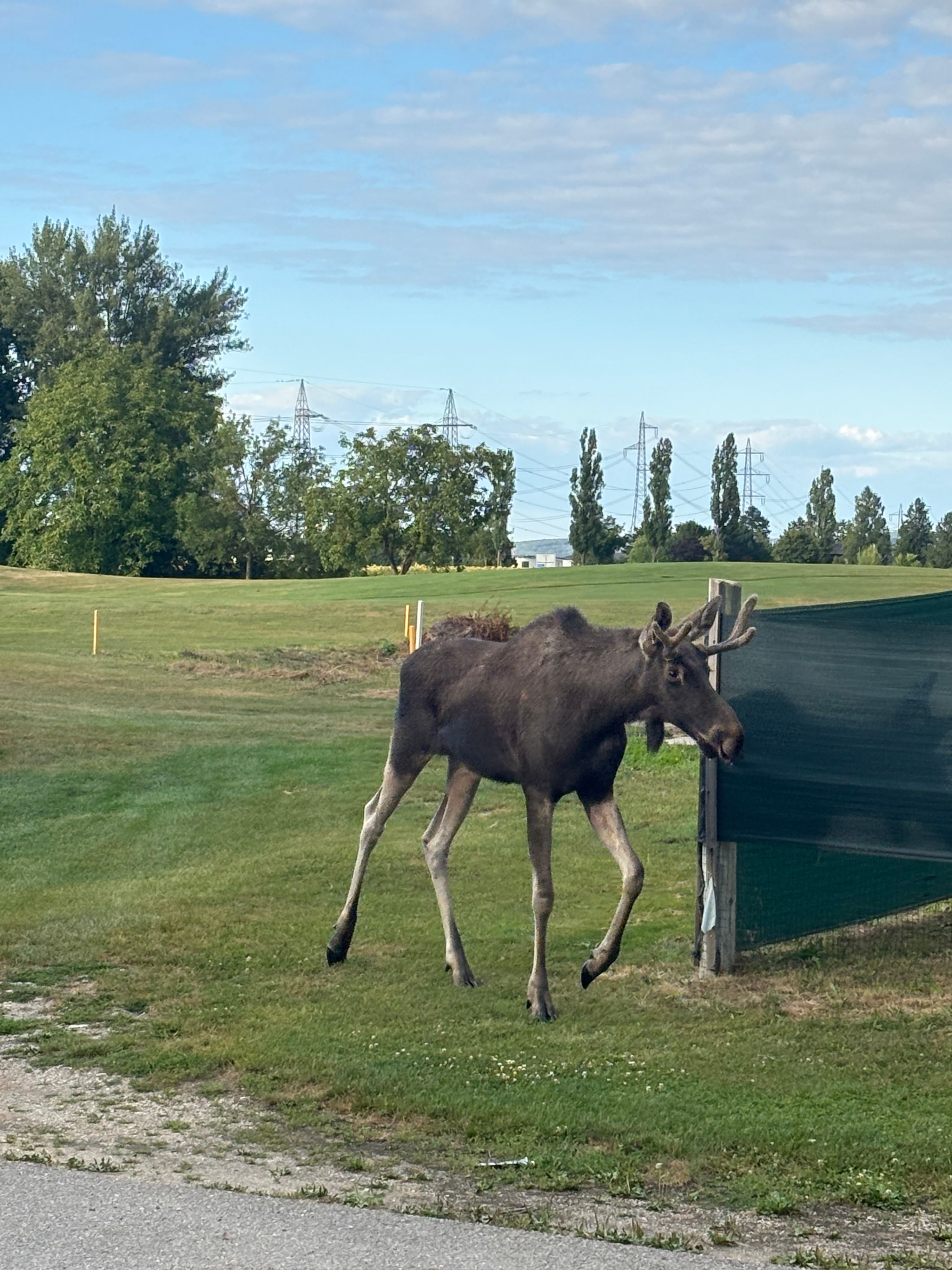 Mehrere Leserreporter fotografierten Emil auf seinem Spaziergang durch Korneuburg.