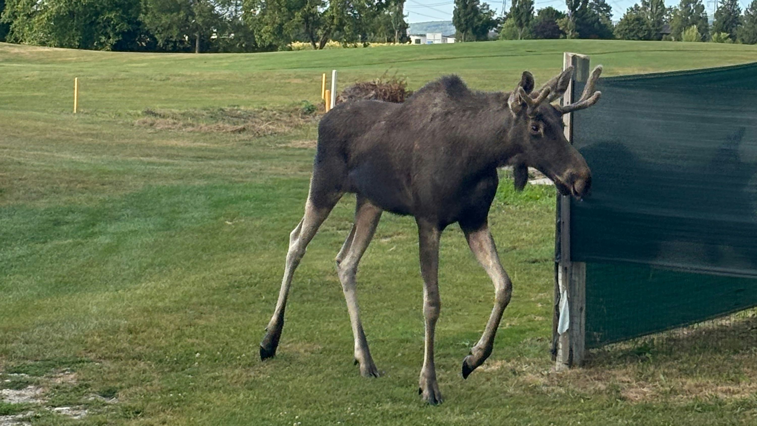 Heute.at - Elch Emil ist der Star am Korneuburger Golfplatz