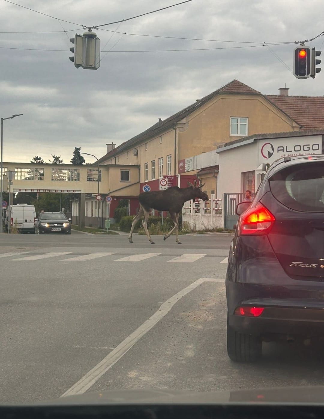 Mehrere Leserreporter fotografierten Emil auf seinem Spaziergang durch Korneuburg