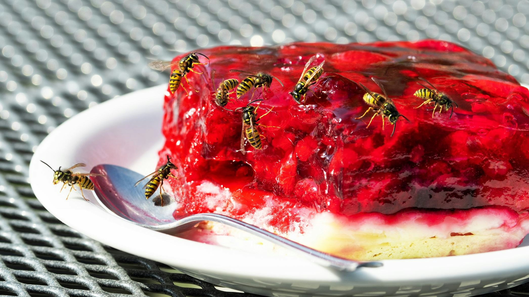 Heute.at - Wespen nerven dich? Diese 6 Methoden helfen sofort