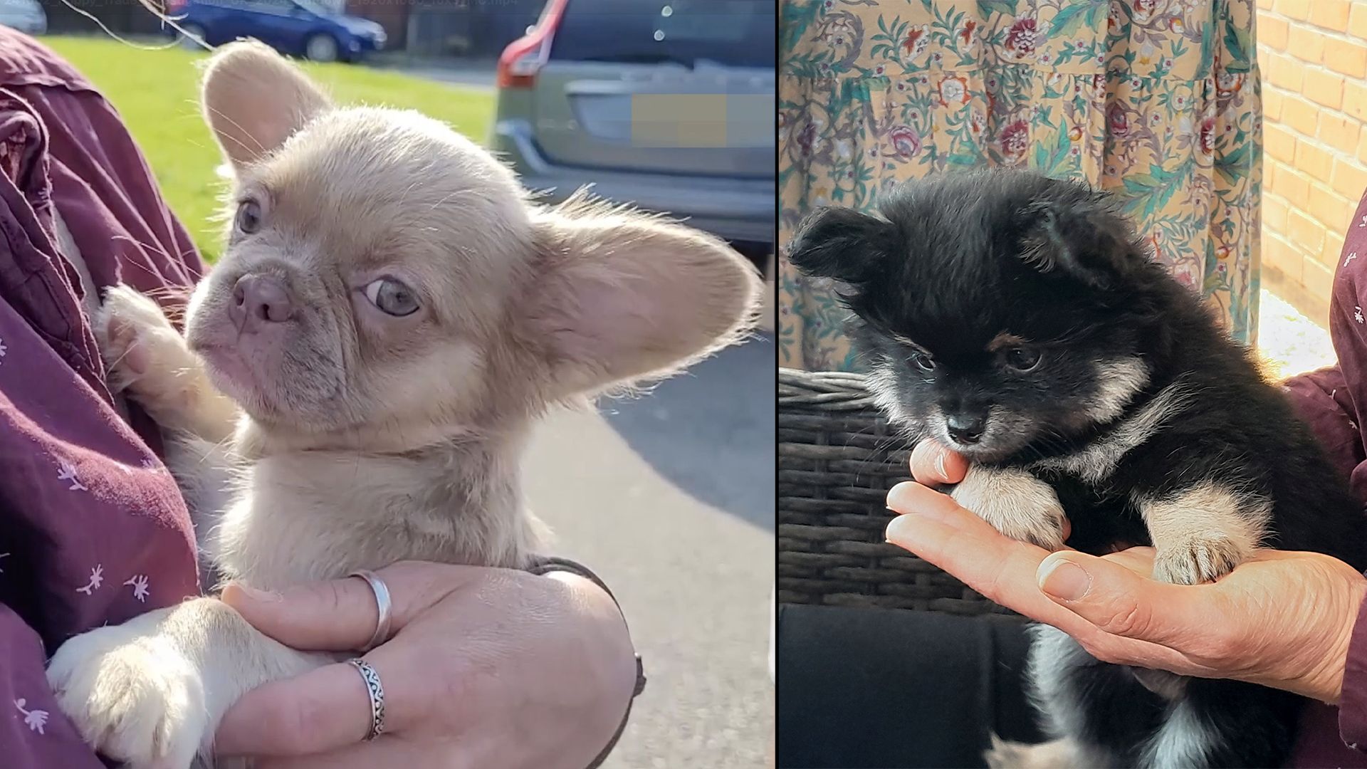 Langhaar-Frenchies oder noch kleinere Mini-Spitze. Niedlich ja, aber keinesfalls gesund.