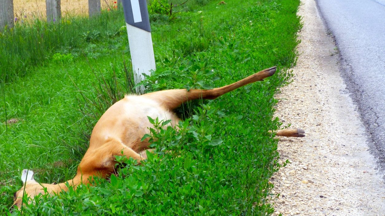 Heute.at - Mann wollte verletztes Reh retten – 200 Euro Strafe
