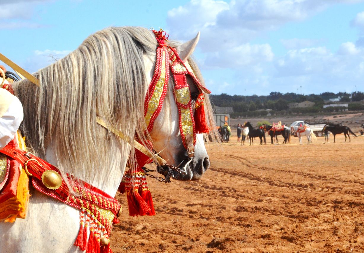 Das Barock-Pferd ist nach wie vor in Nordafrika ein verlässliches Transportmittel. 