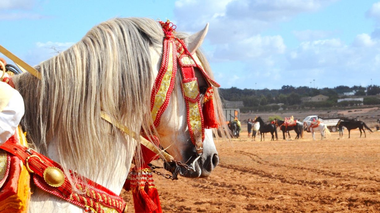 Heute.at - Das ist die älteste Pferderasse der Welt