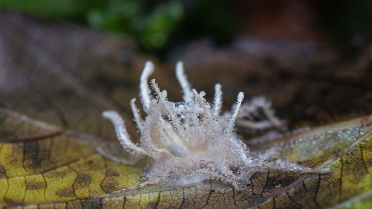 Heute.at - Überrennt die Zombie-Spinne bald ganz Europa?