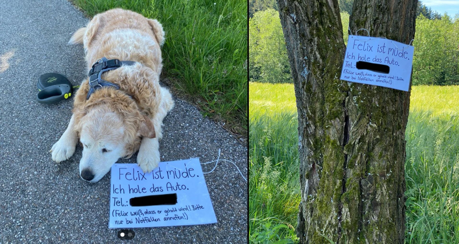 Der Golden Retriever Rüde 