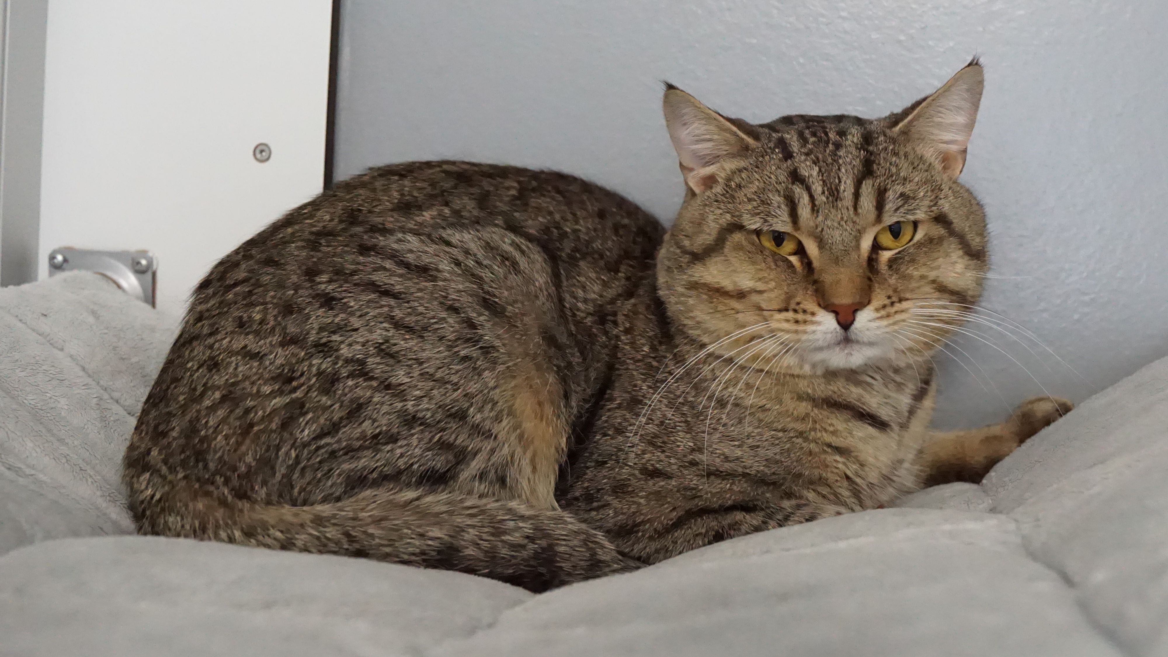 Tassilo hat sich zum verschmusten und inteligenten Kater entwickelt.