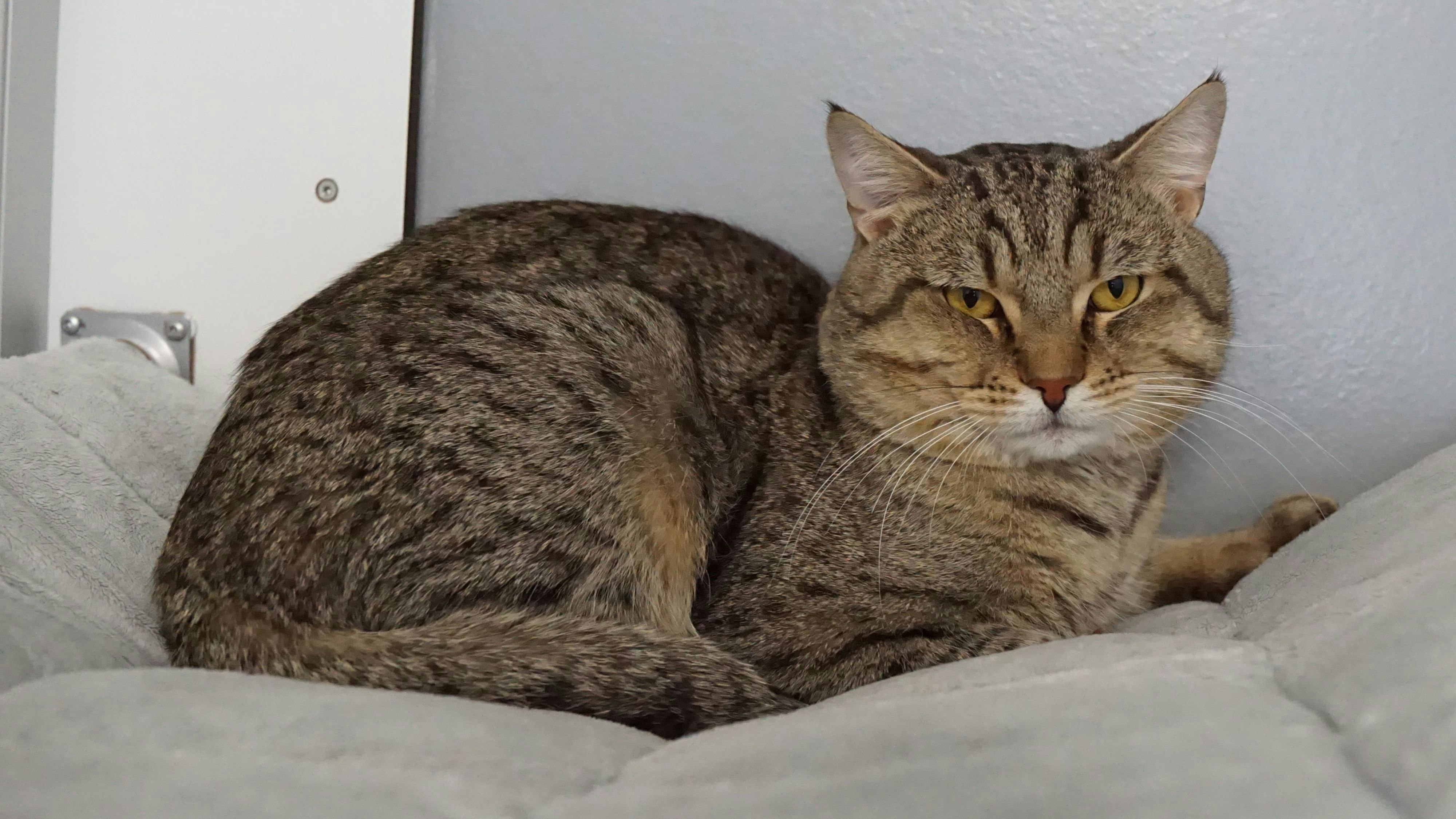 Heute.at - Deshalb hofft Pechkater Tassilo auf eine 2. Chance