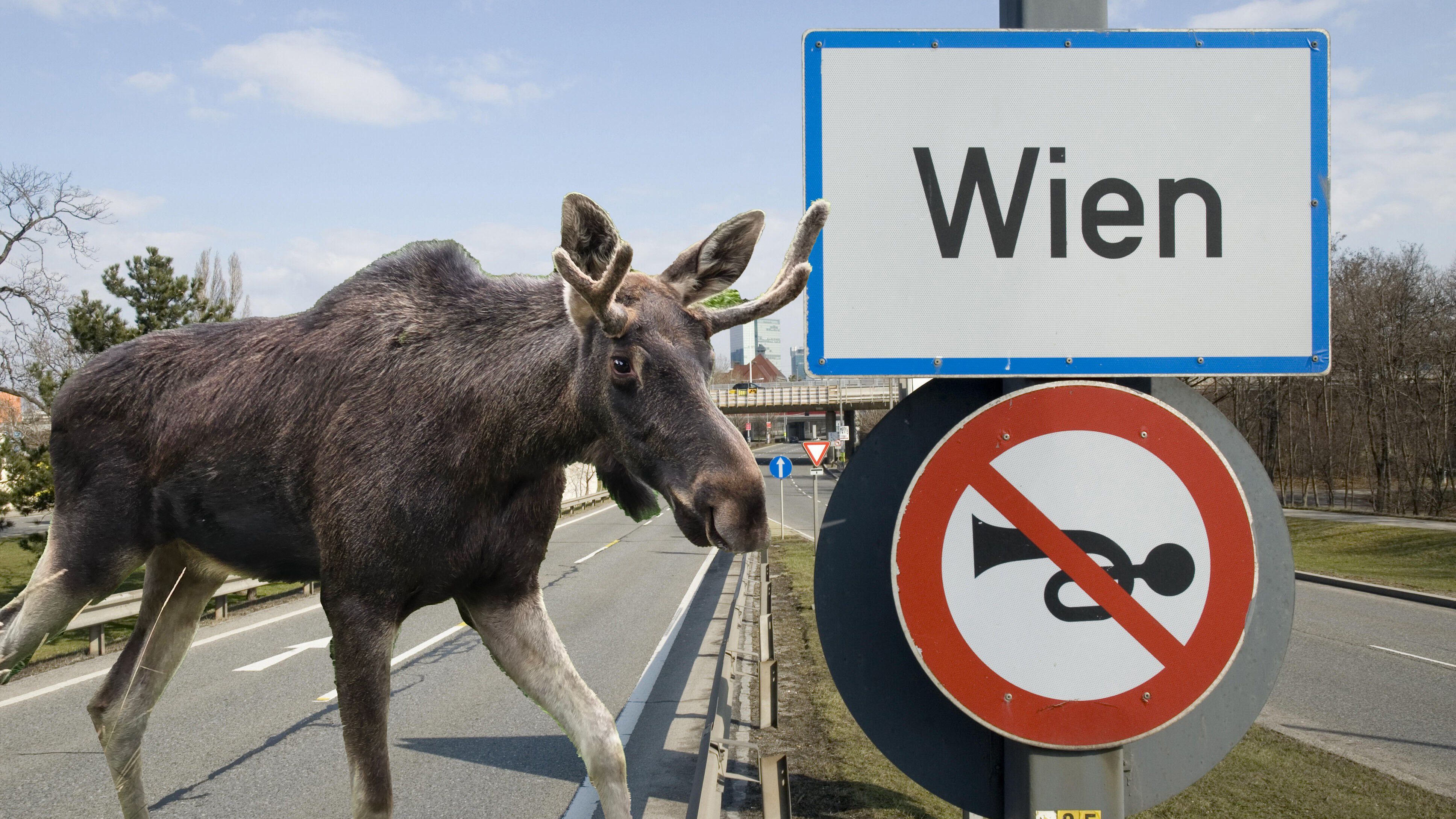 Kult-Elch Emil nähert sich der Hauptstadt an – Schaulustige sollten lieber aufpassen.