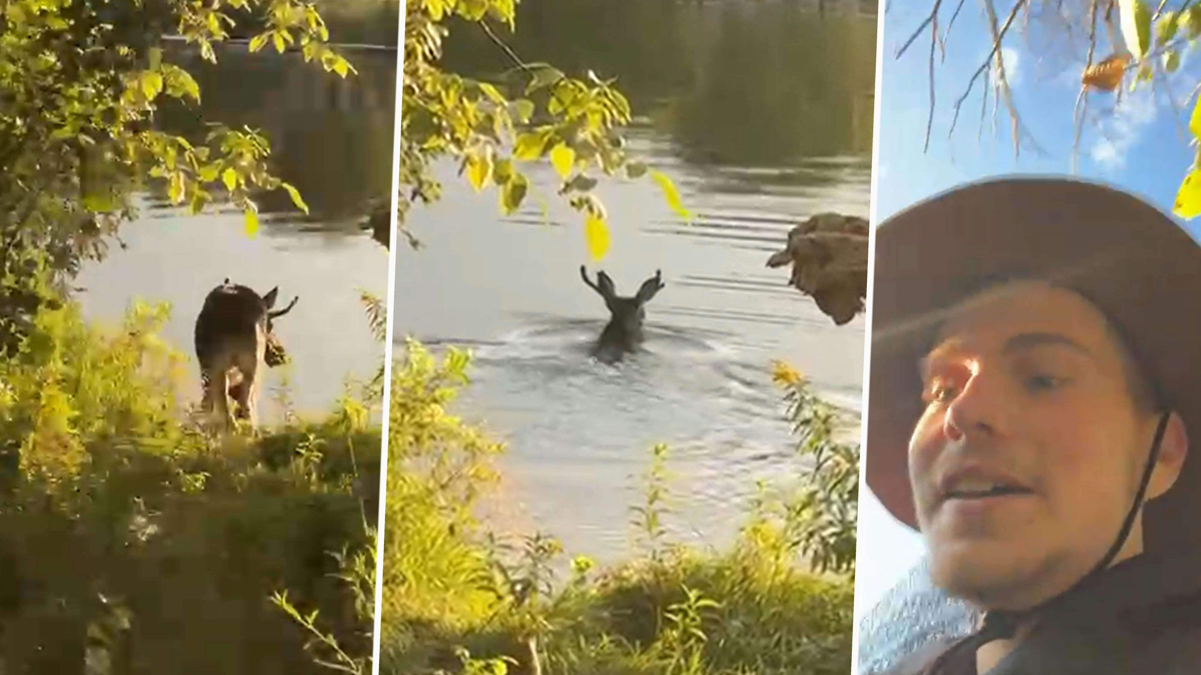 Heute.at - Elch-Alarm in Wien – Emil schwimmt in der Donau