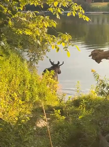 Emil schwimmt nach Wien – jetzt droht Elch-Chaos!