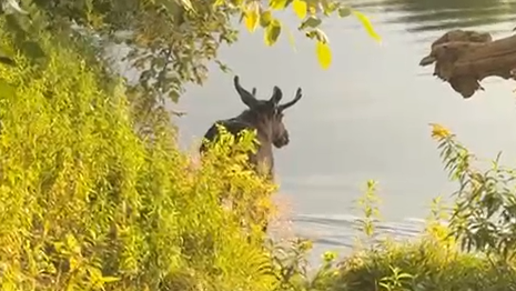 Heute.at - Sechs Meter tief! So durchschwamm Elch Emil die Donau