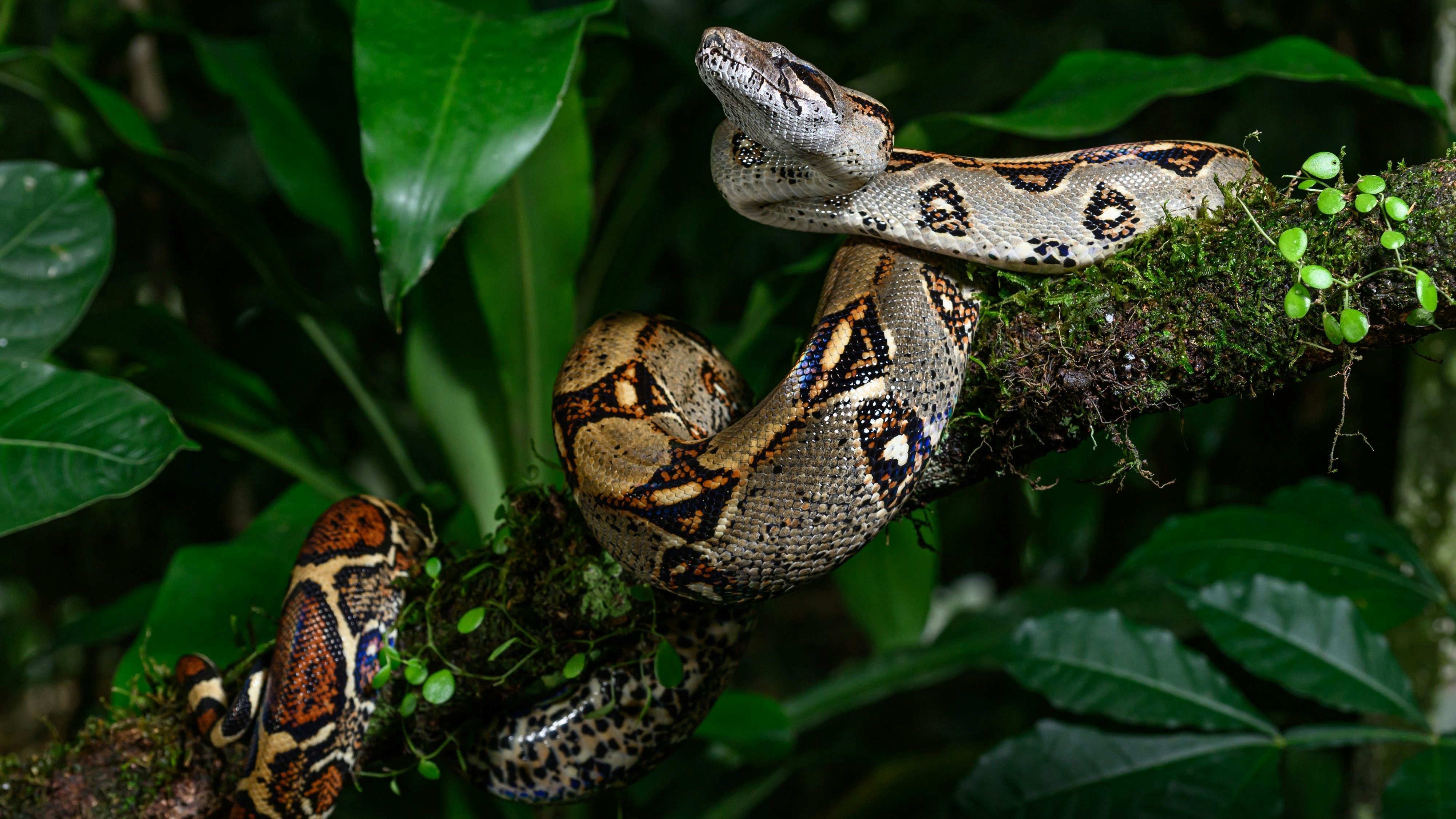 Heute.at - Was man nicht alles im Komposthaufen entdeckt …