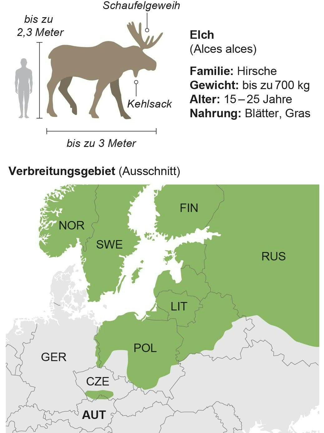 Steckbrief Elche. Ihr Verbreitungsgebiet reicht bis an die österreichische Grenze.