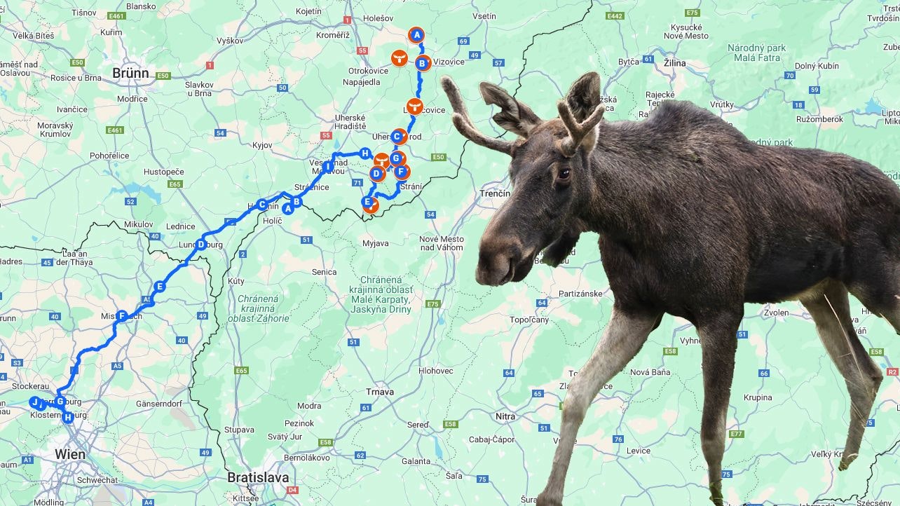 Heute.at - Emils Irrweg: Elch legte schon mehr als 200 km zurück