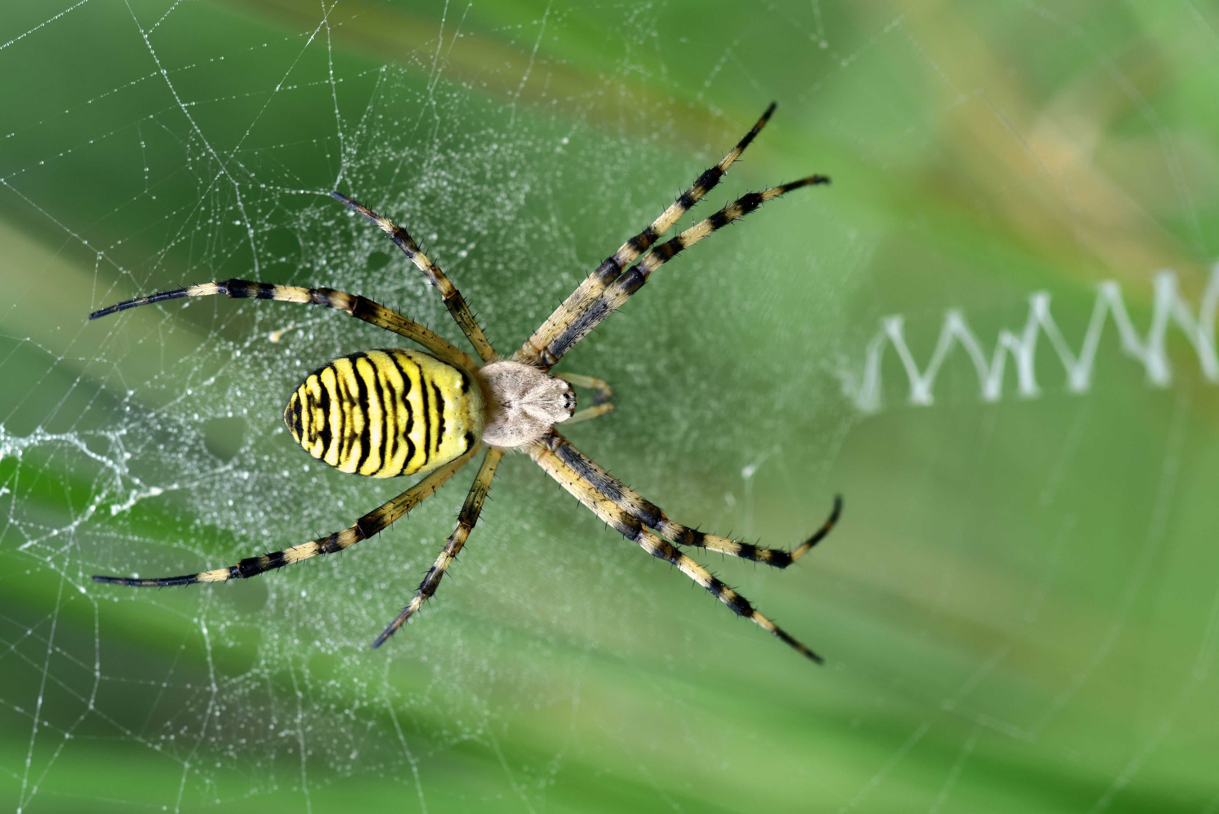 Um die aktuelle Verbreitung und Vorkommensdichte der Wespenspinne in Erfahrung zu bringen, benötigt es möglichst vielfältige Daten, weshalb man uns um Hilfe bittet.