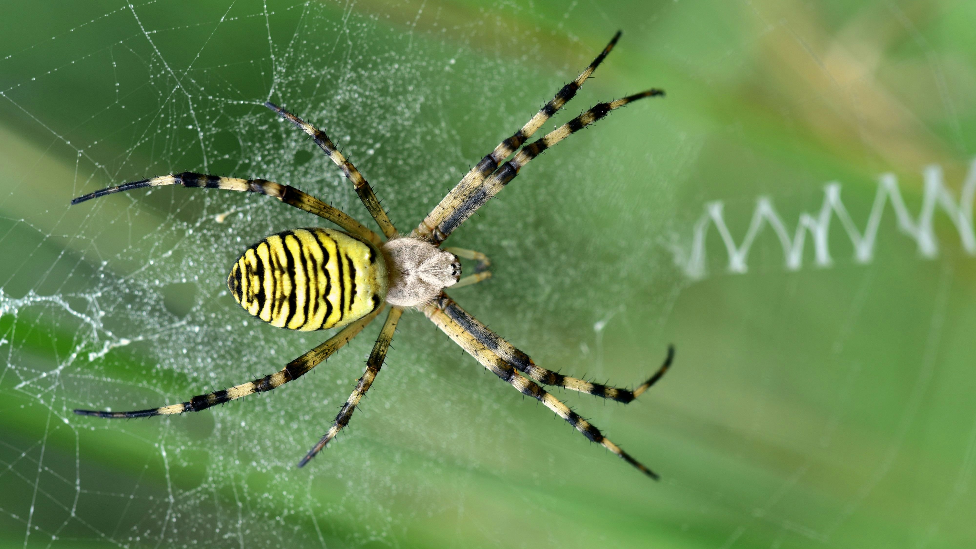 Heute.at - Wer dieses Tier sieht, sollte unbedingt Meldung machen