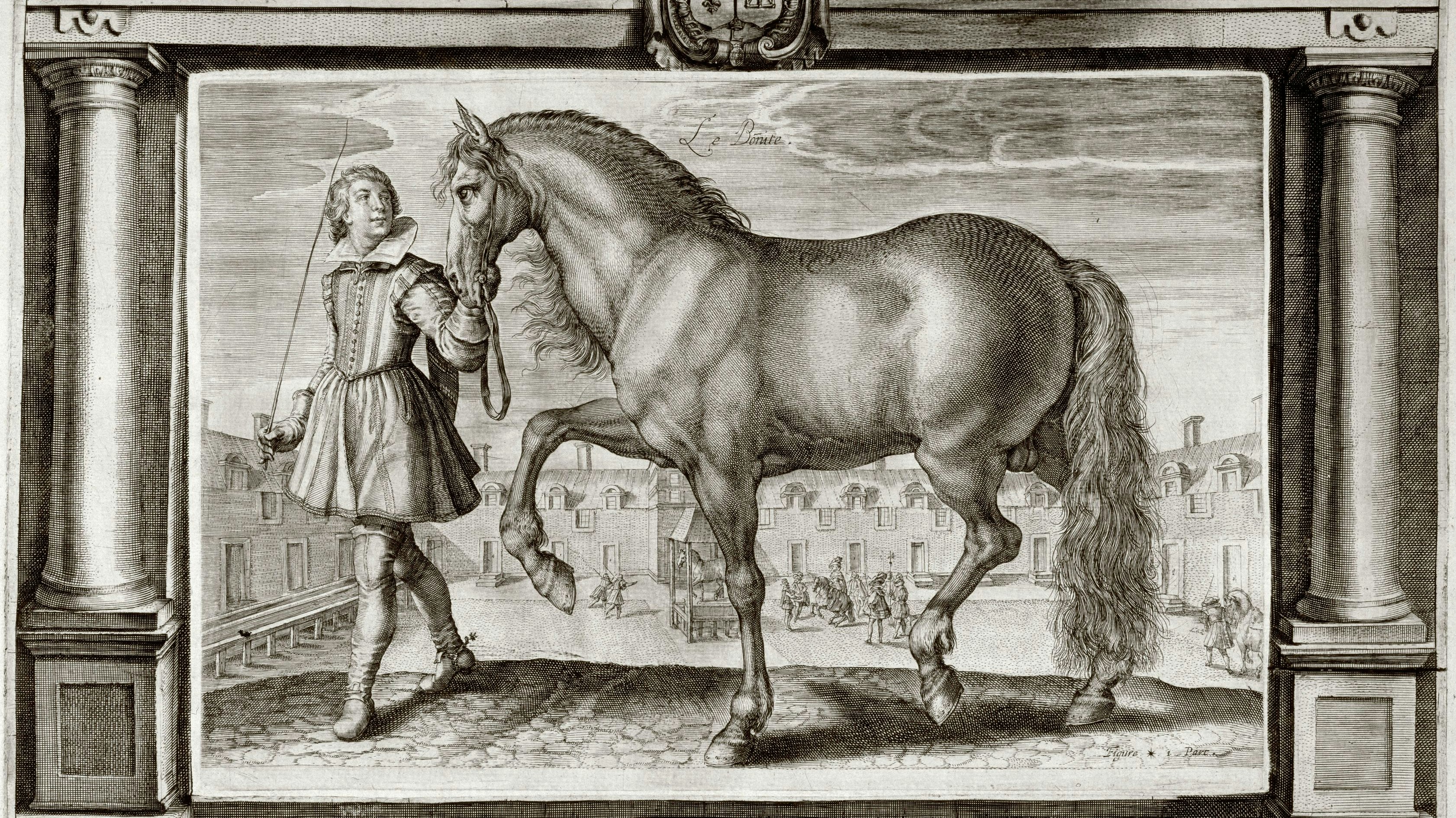 Auch Ludwig der XIII von Frankreich besaß einen Berber-Hengst.